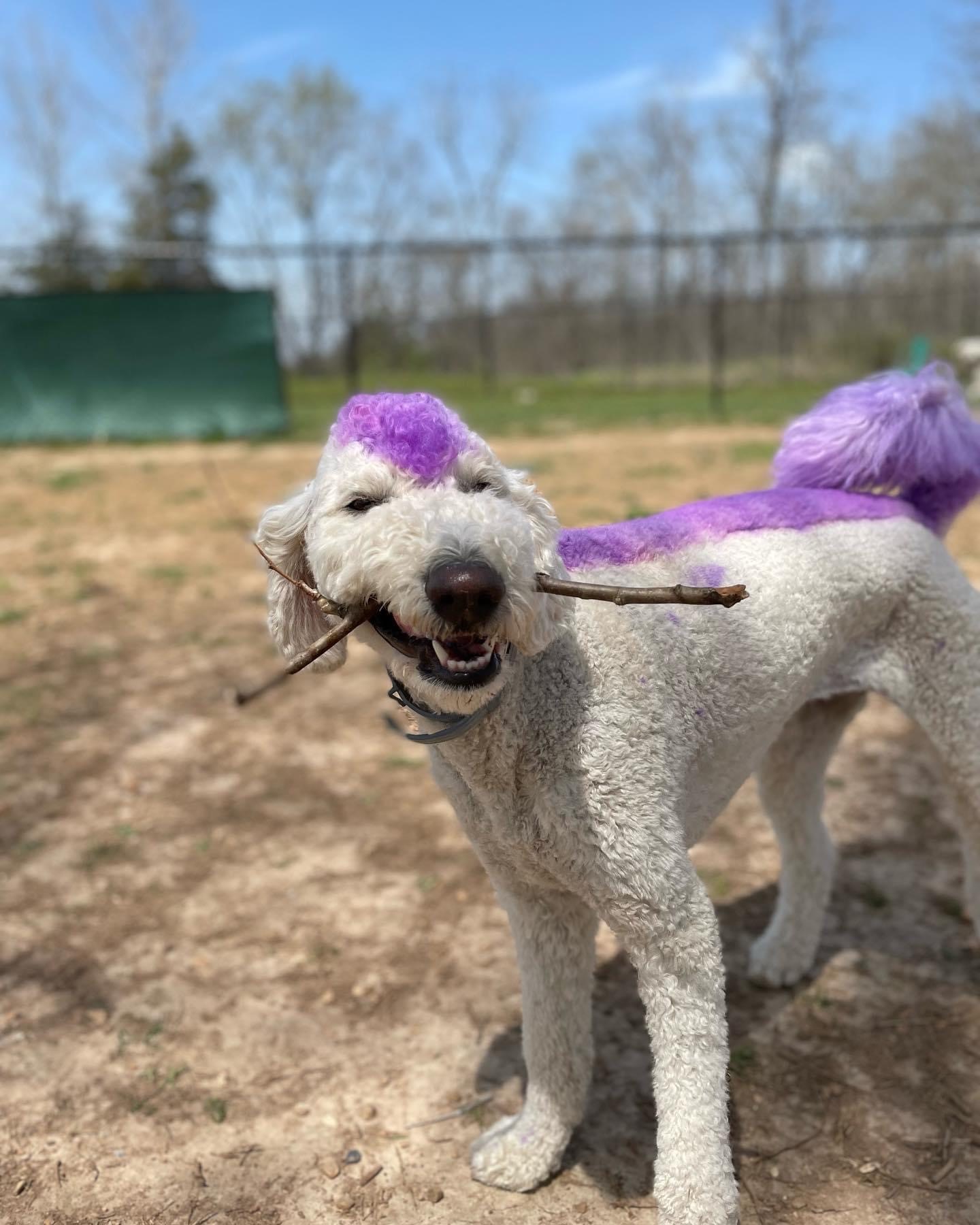 doodle with stick