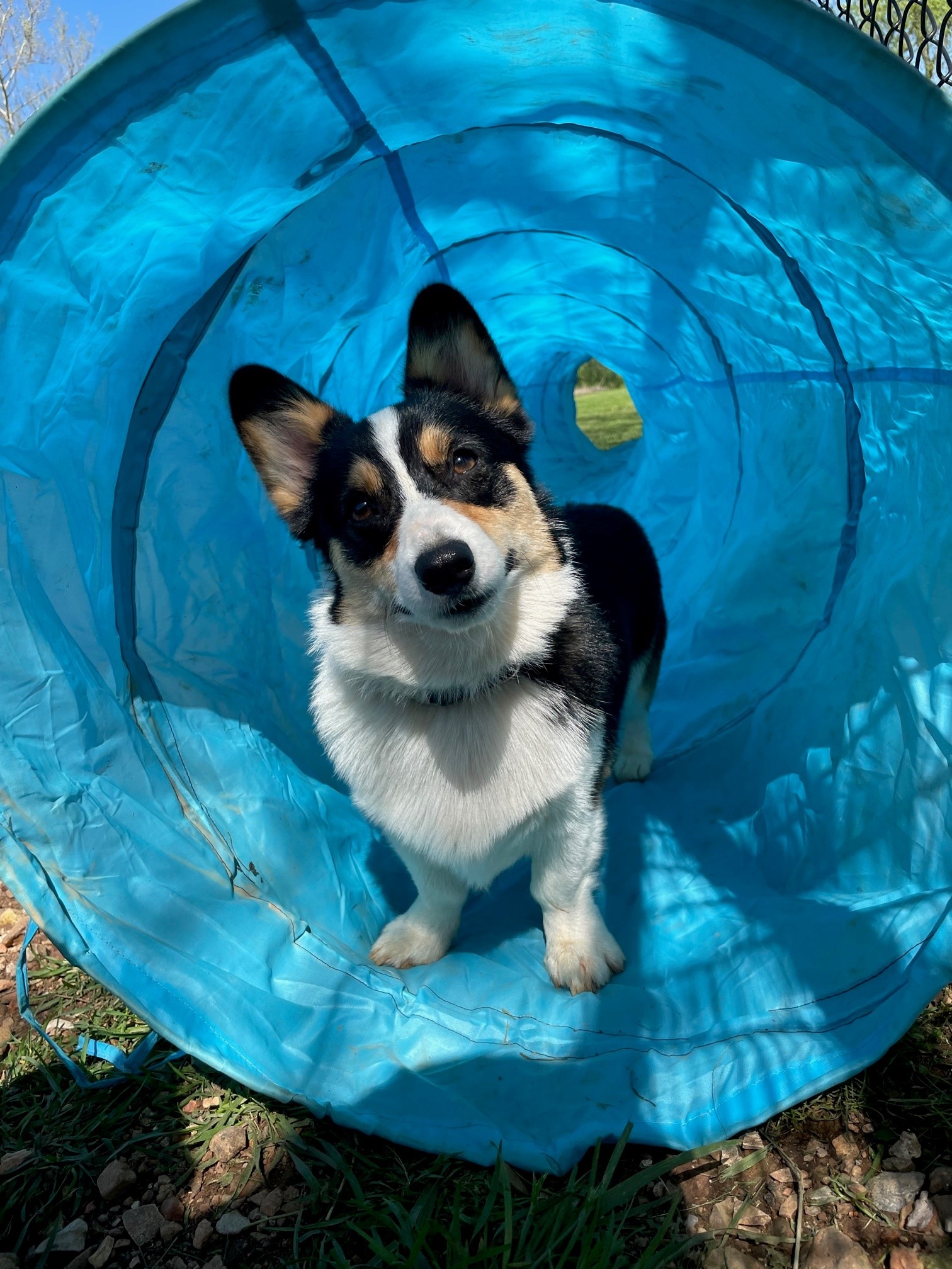 Yoshi corgi