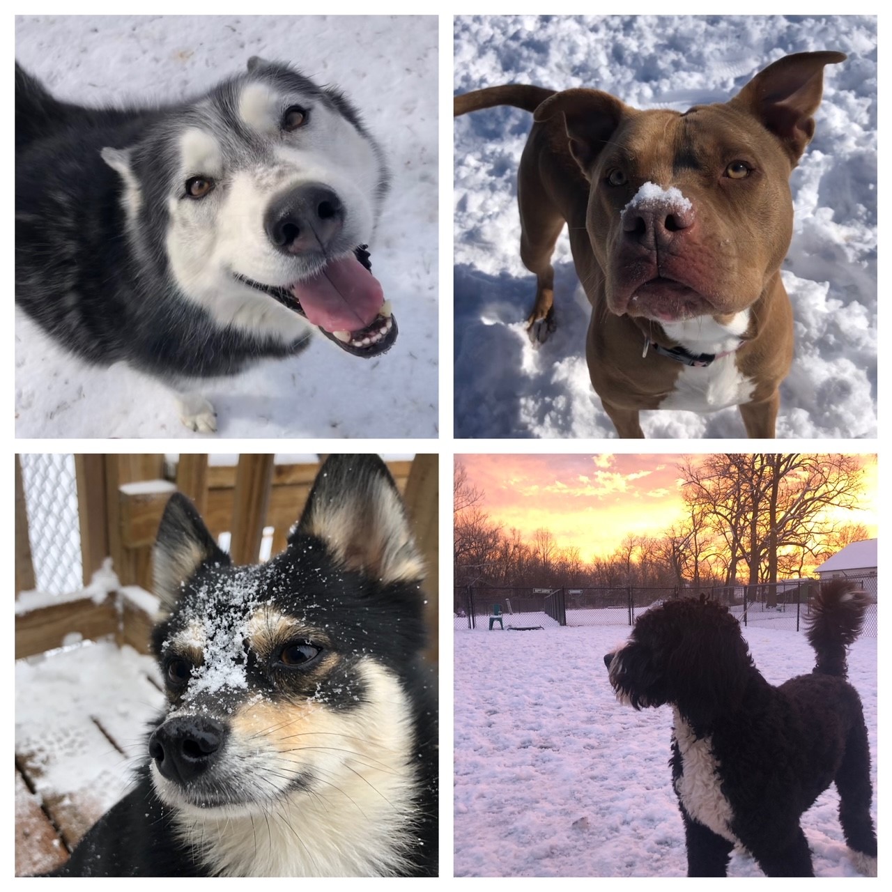 snow dogs